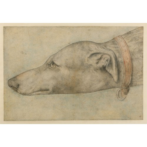 Study of the Head of a Greyhound